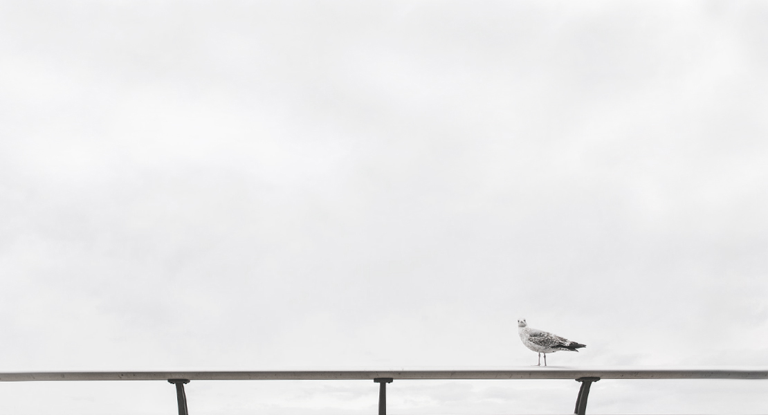 20 Fragen die dir niemand stellt, Vogel auf Geländer